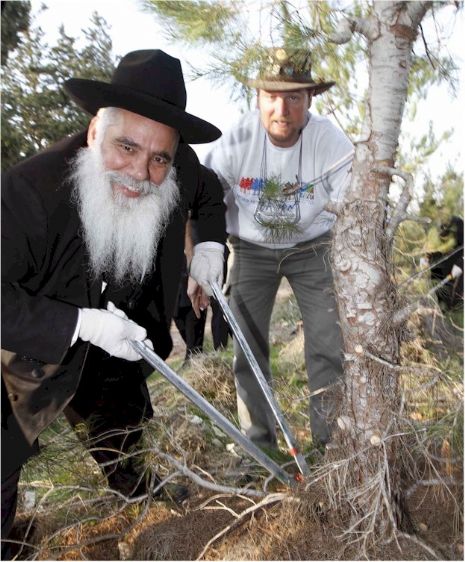Cutting Trees.jpg